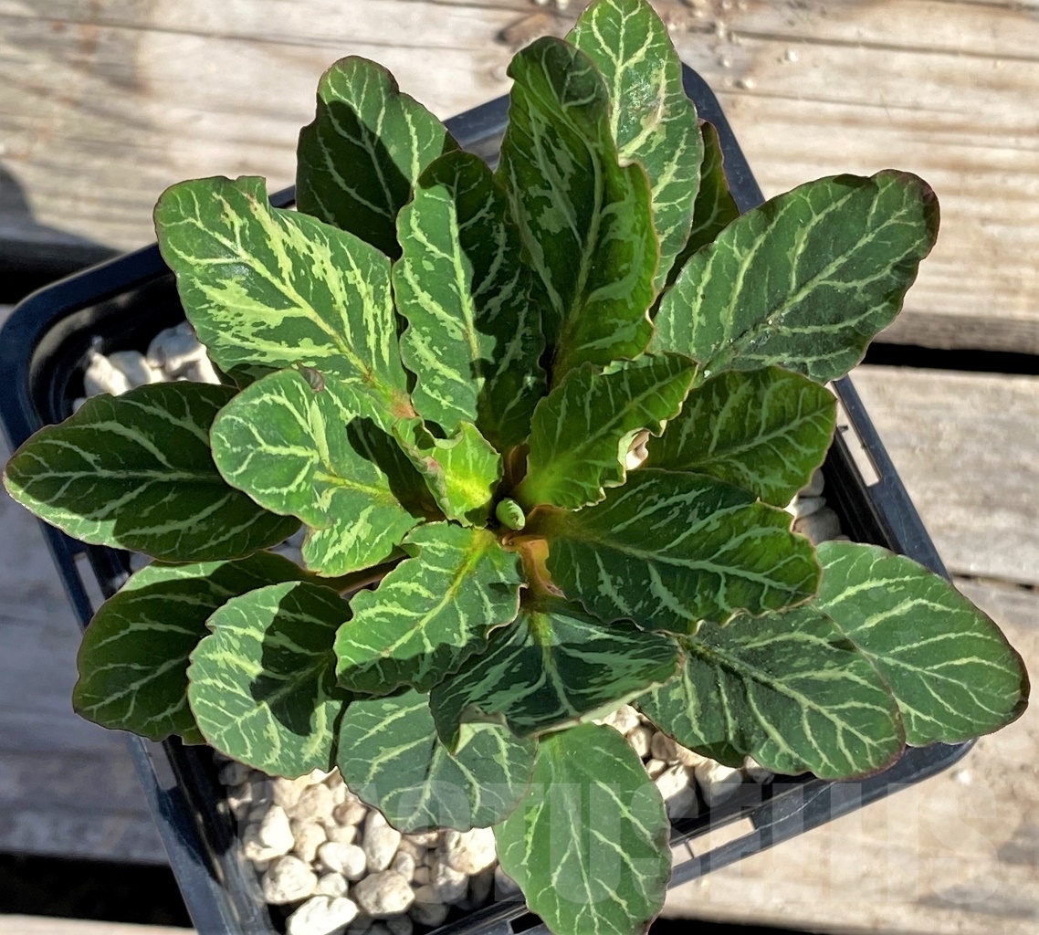 SHPR13897 Euphorbia spannringii Fish bone - Image 2