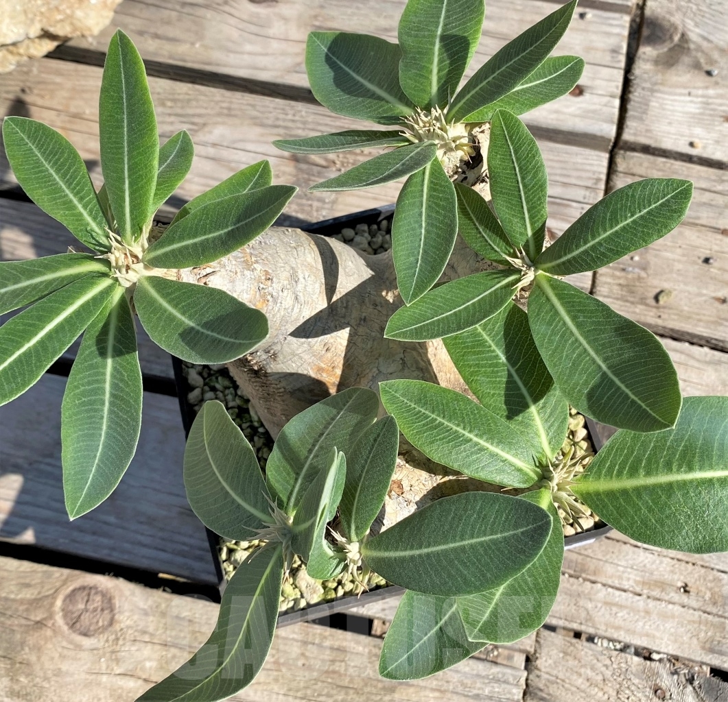 SHPR13898 Pachypodium eburneum - Image 2