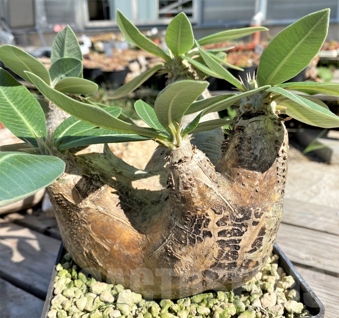 SHPR13898 Pachypodium eburneum