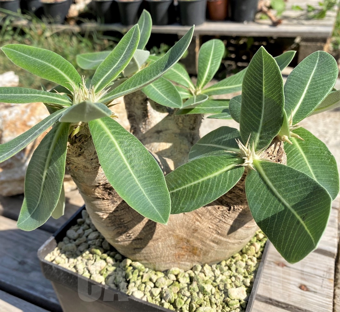 SHPR13898 Pachypodium eburneum - Image 3