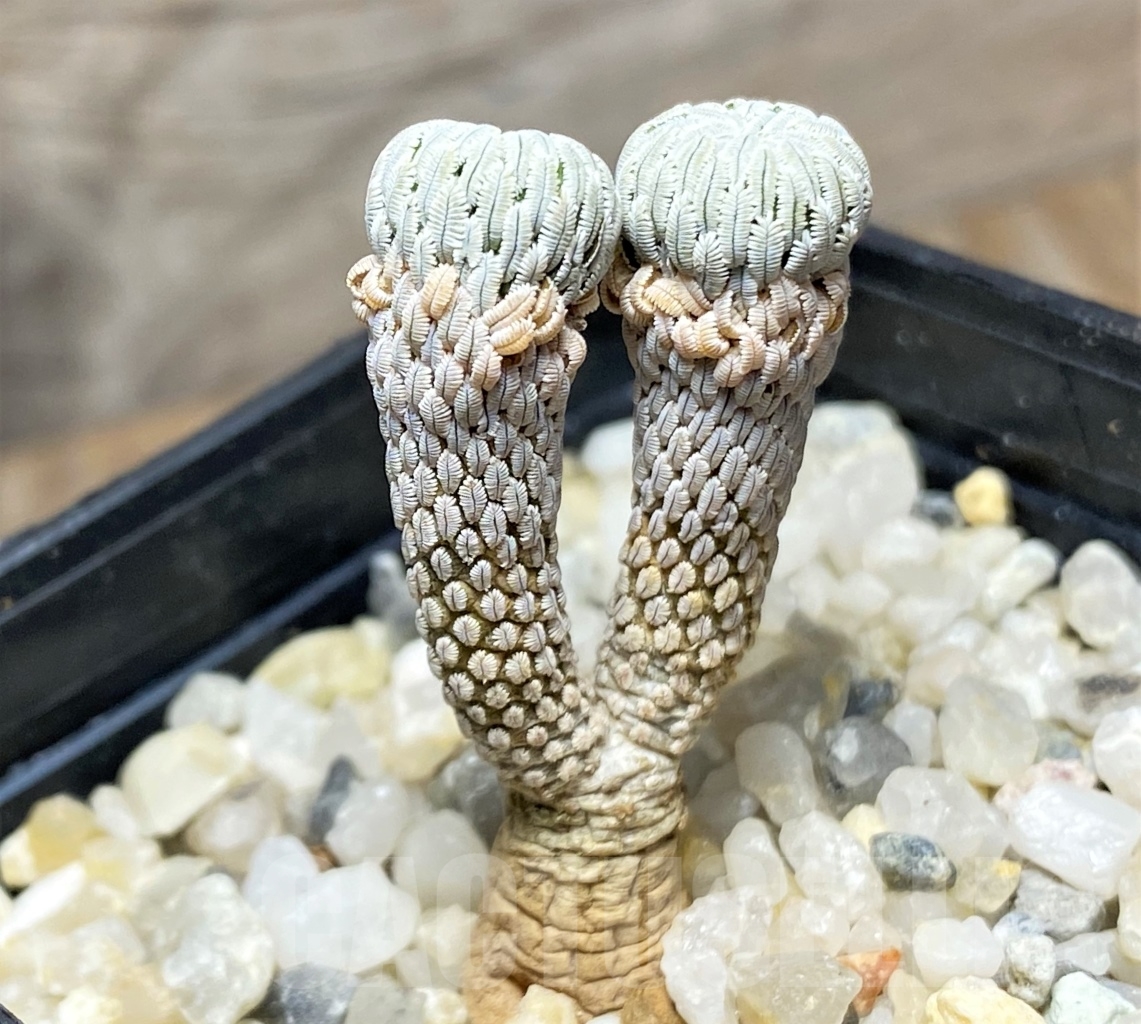 SHPR13900 Pelecyphora aselliformis - immagine 2