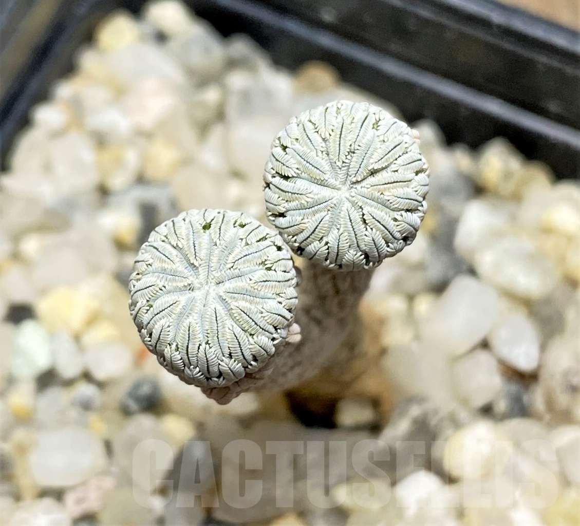 SHPR13900 Pelecyphora aselliformis