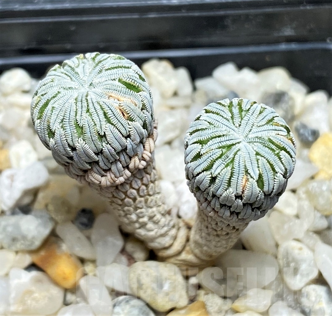 SHPR13901 Pelecyphora aselliformis