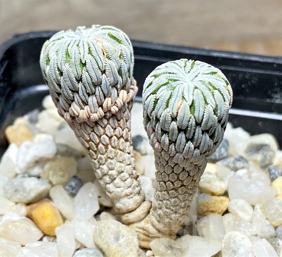 SHPR13901 Pelecyphora aselliformis - immagine 2