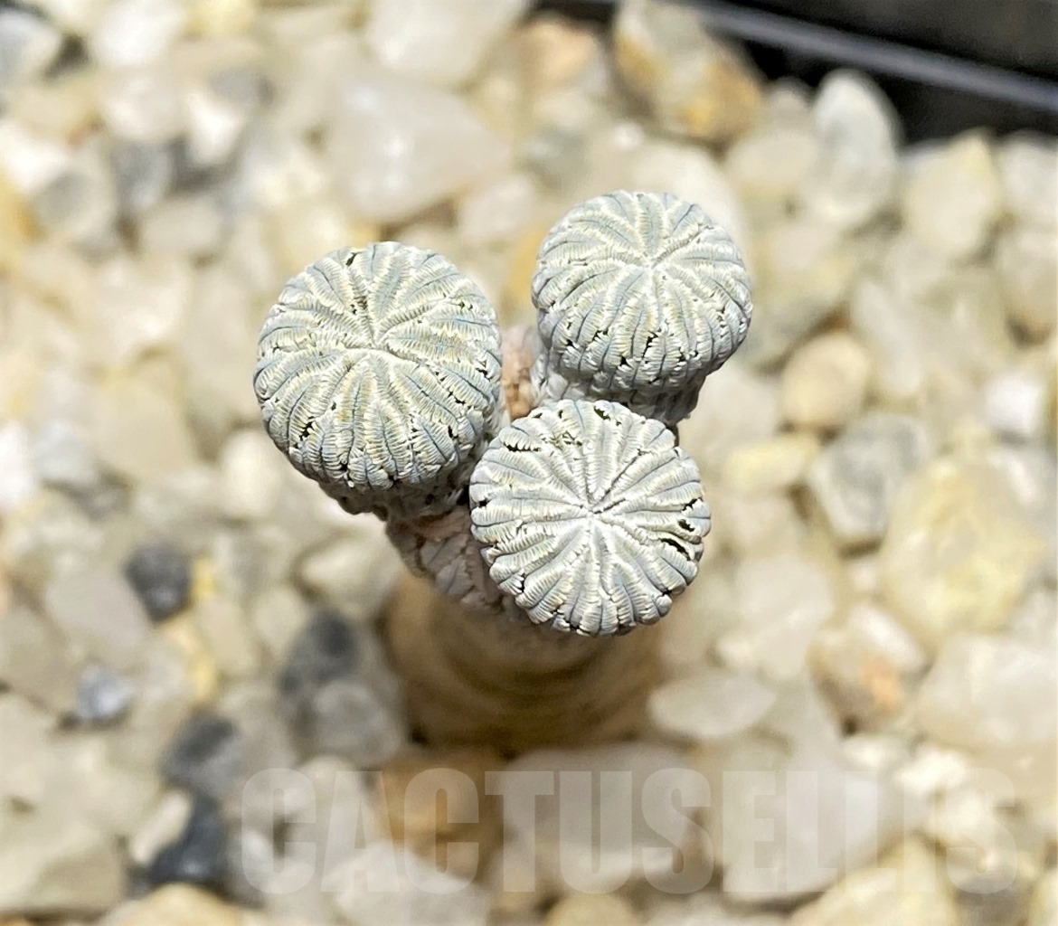 SHPR13902 Pelecyphora aselliformis