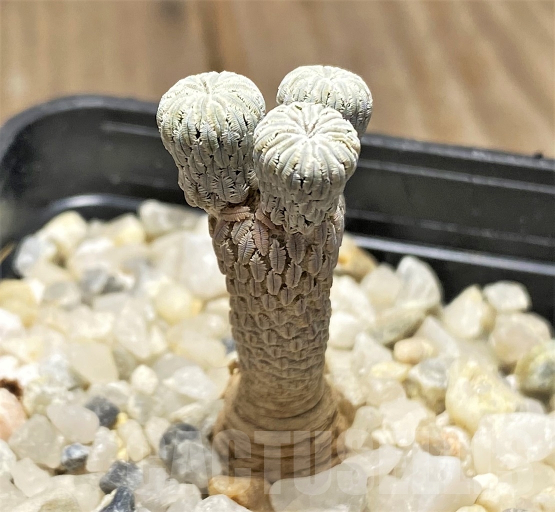 SHPR13902 Pelecyphora aselliformis - Image 2