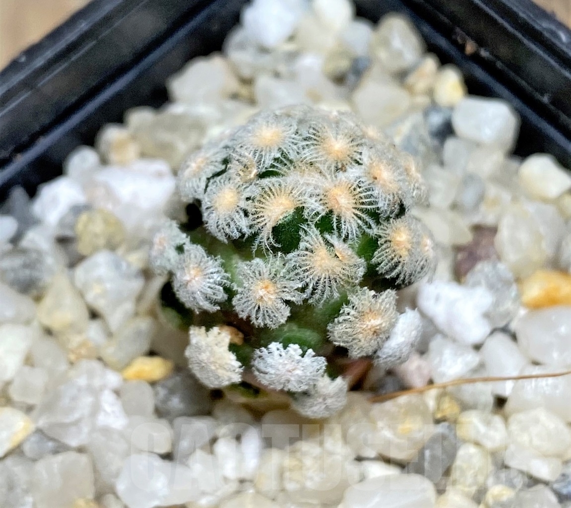 SHPR13904 Mammillaria theresae PP1459 - Image 2