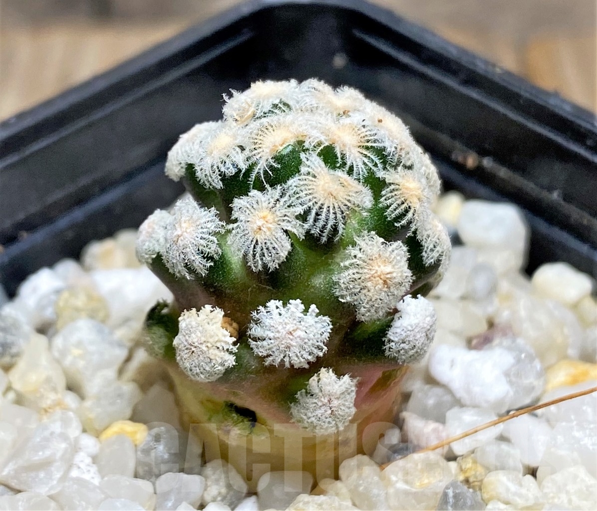 SHPR13904 Mammillaria theresae PP1459
