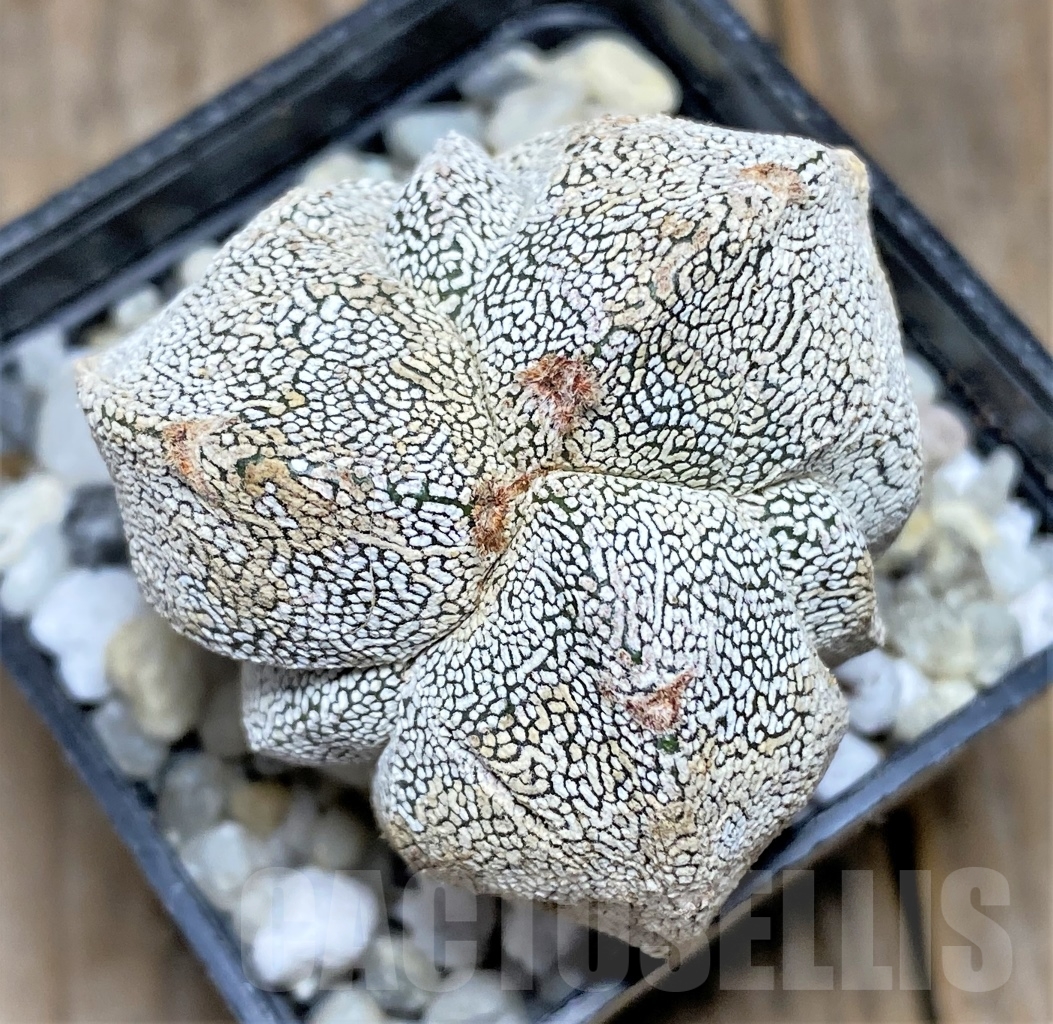 SHPR13905 Astrophytum myriostigma 'Onzuka' tricostatum