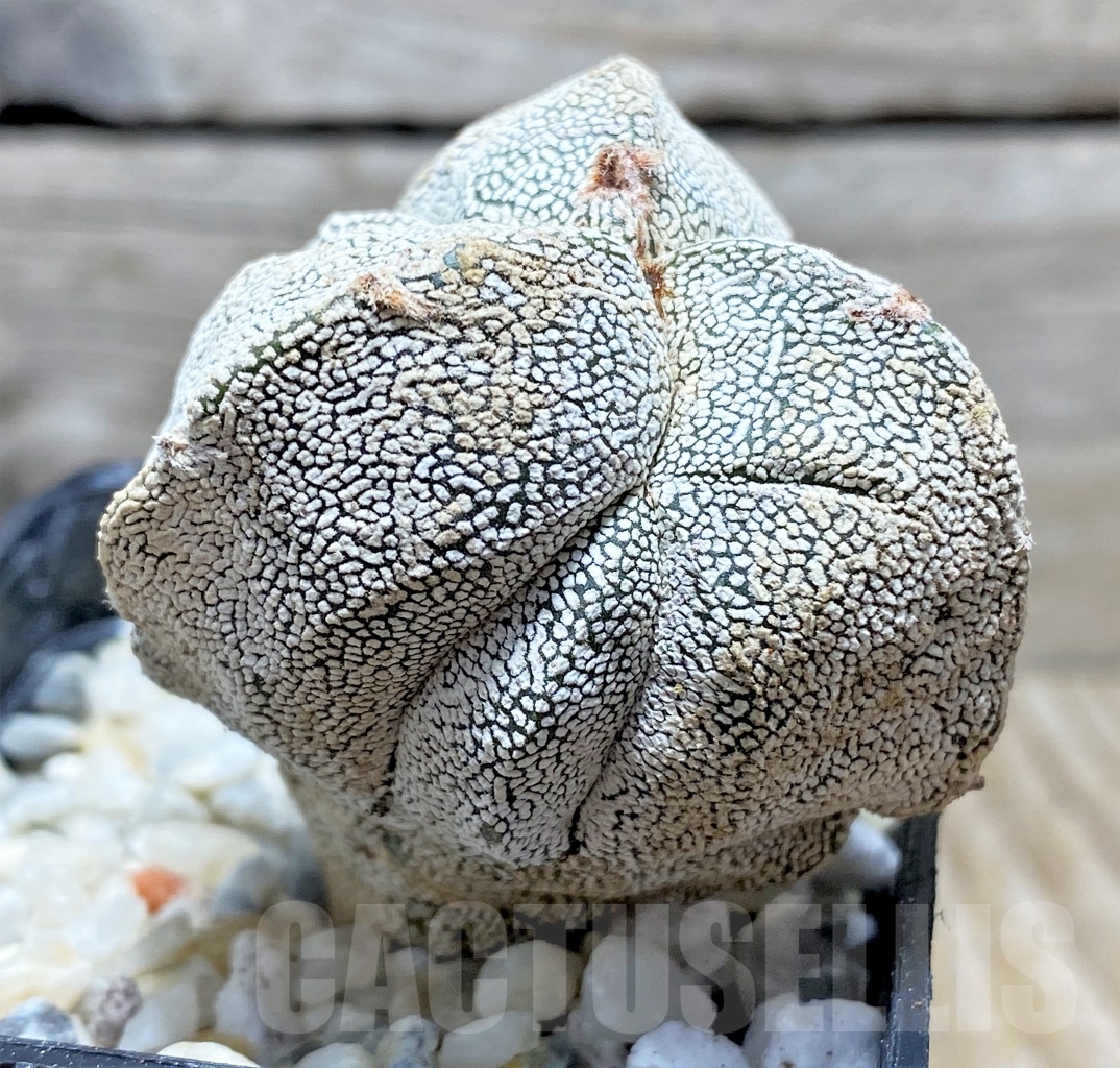 SHPR13905 Astrophytum myriostigma 'Onzuka' tricostatum – Image 2