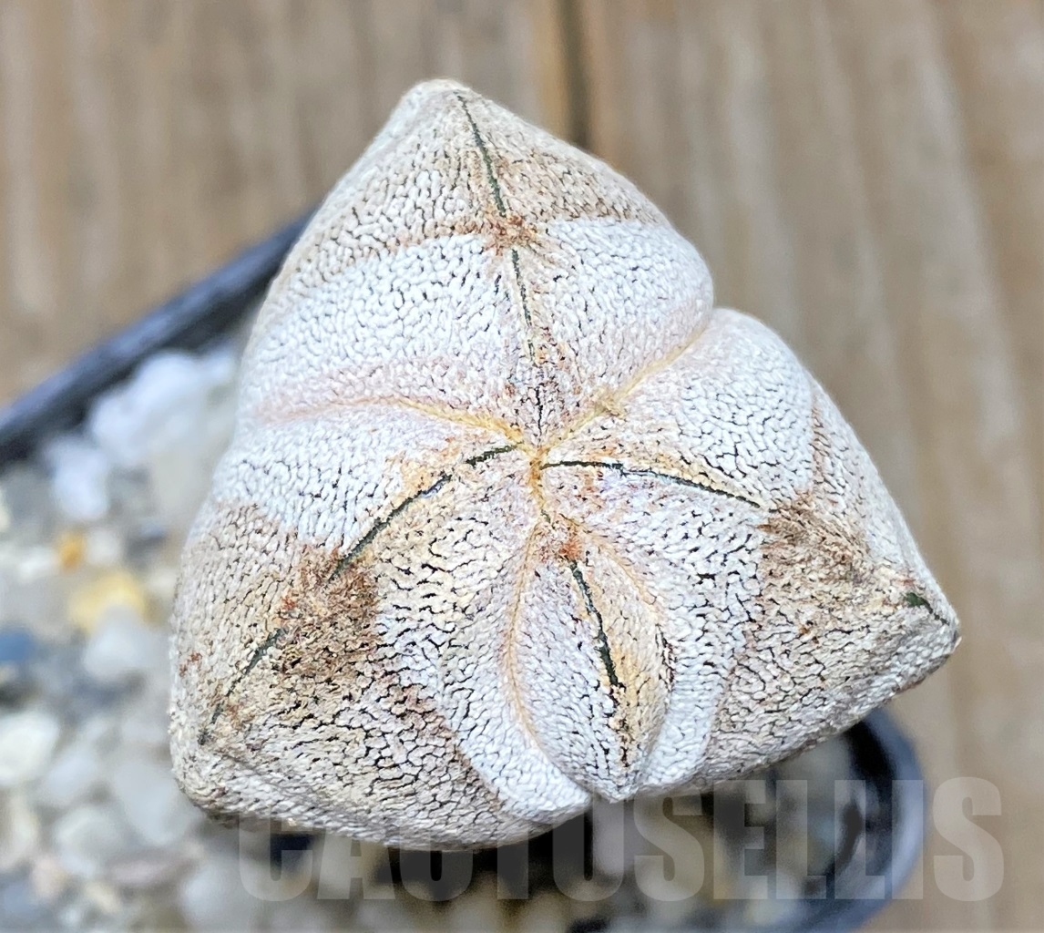 SHPR13906 Astrophytum myriostigma 'Onzuka' tricostatum
