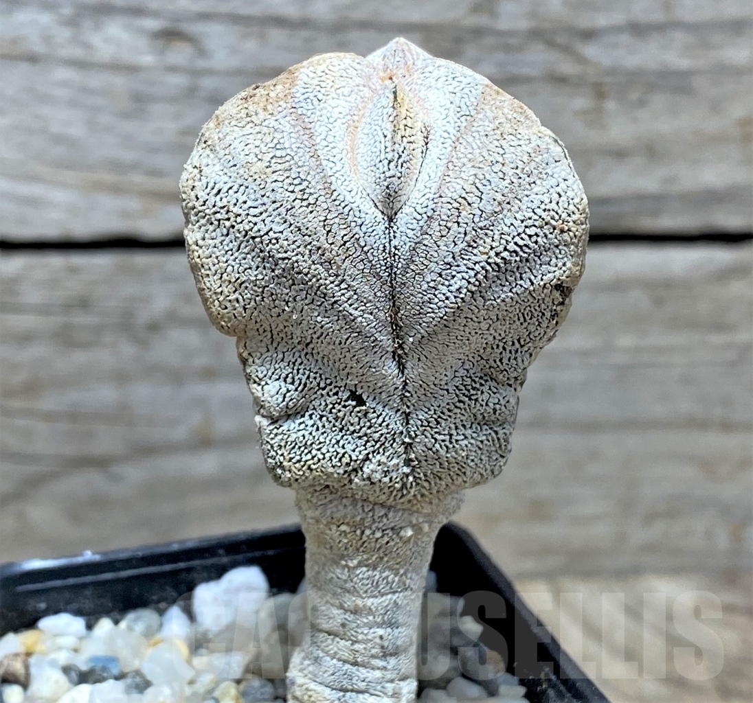 SHPR13906 Astrophytum myriostigma 'Onzuka' tricostatum - Image 2