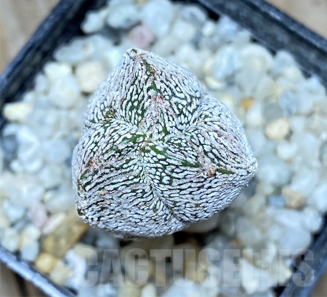 SHPR13907 Astrophytum myriostigma 'Onzuka' tricostatum