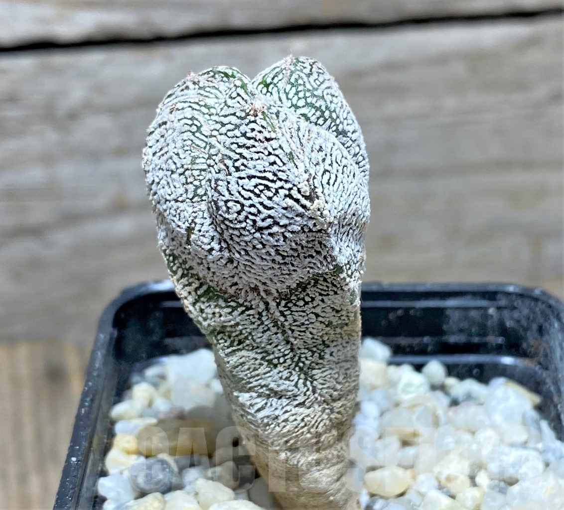 SHPR13907 Astrophytum myriostigma 'Onzuka' tricostatum - Image 2