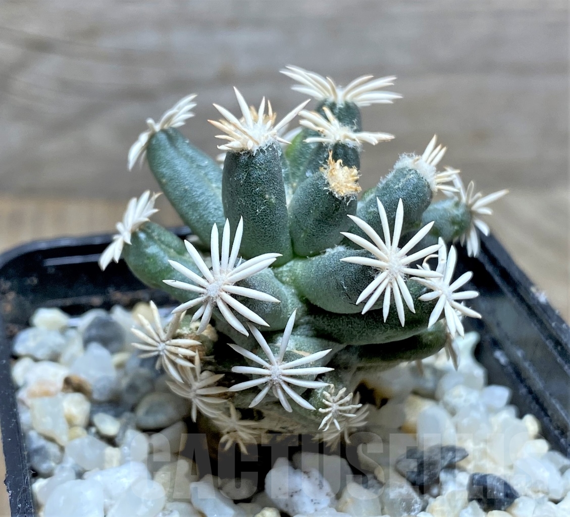 SHPR13908 Escobaria abdita - immagine 2