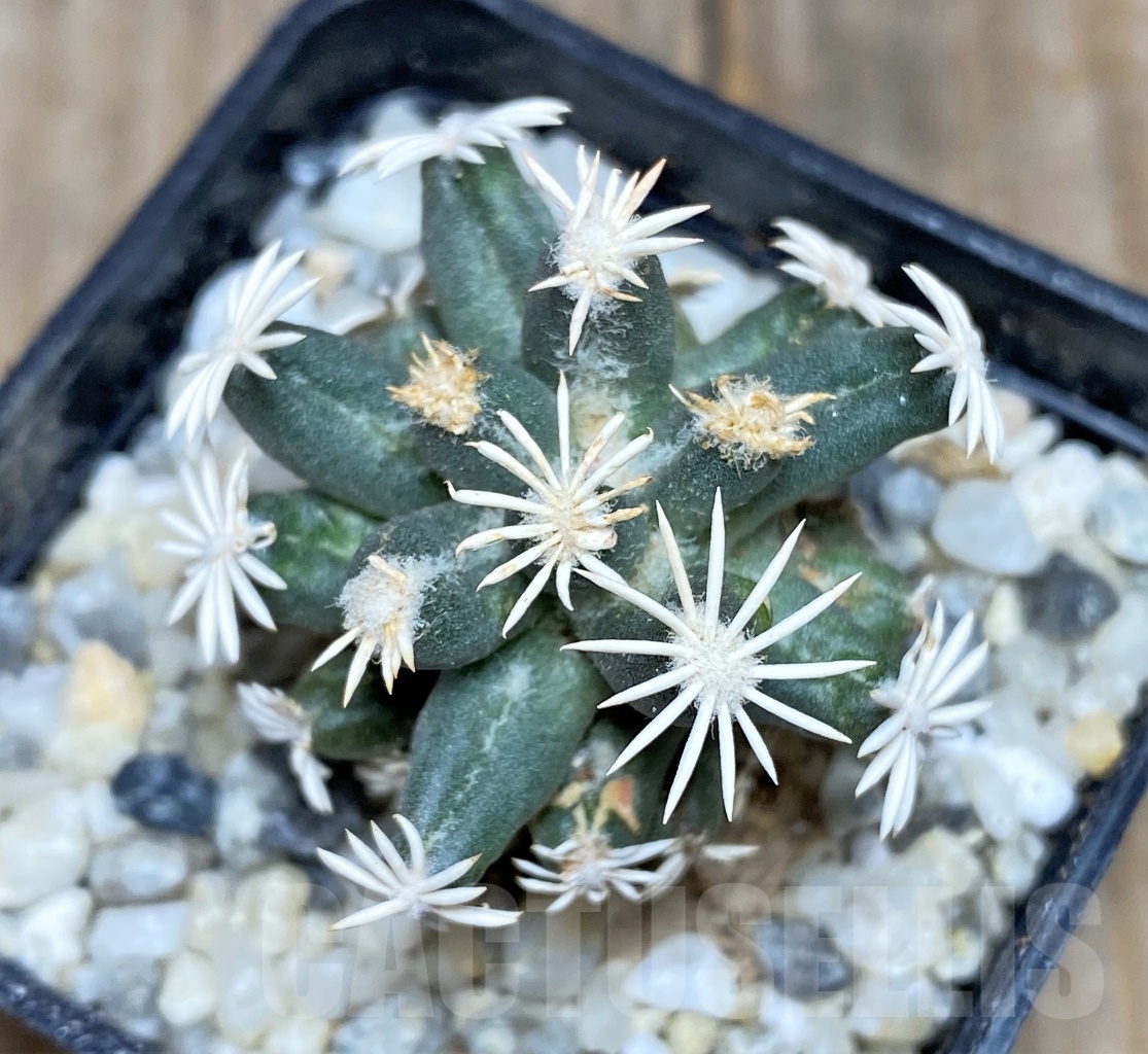 SHPR13908 Escobaria abdita