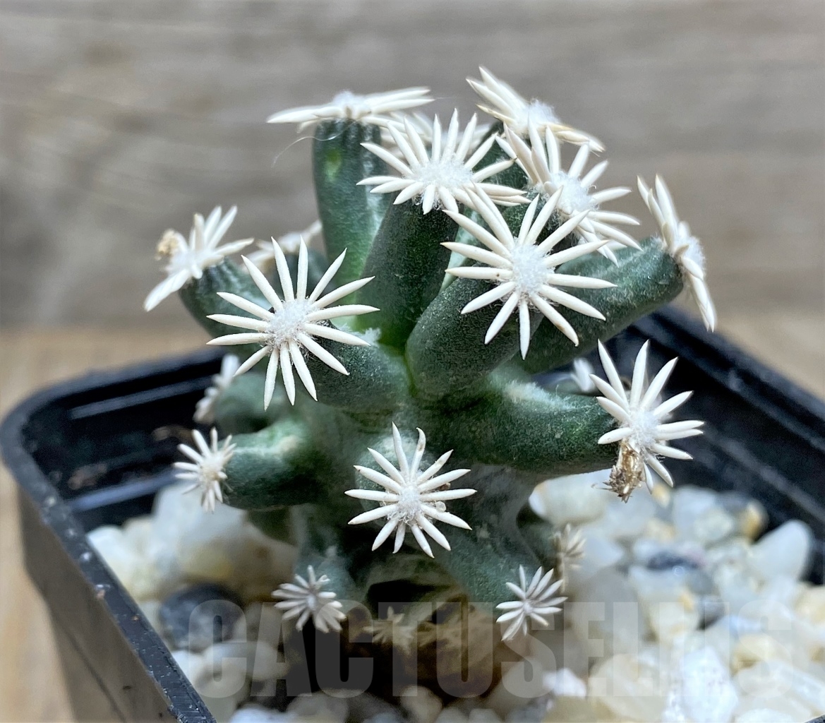 SHPR13909 Escobaria abdita - Image 2