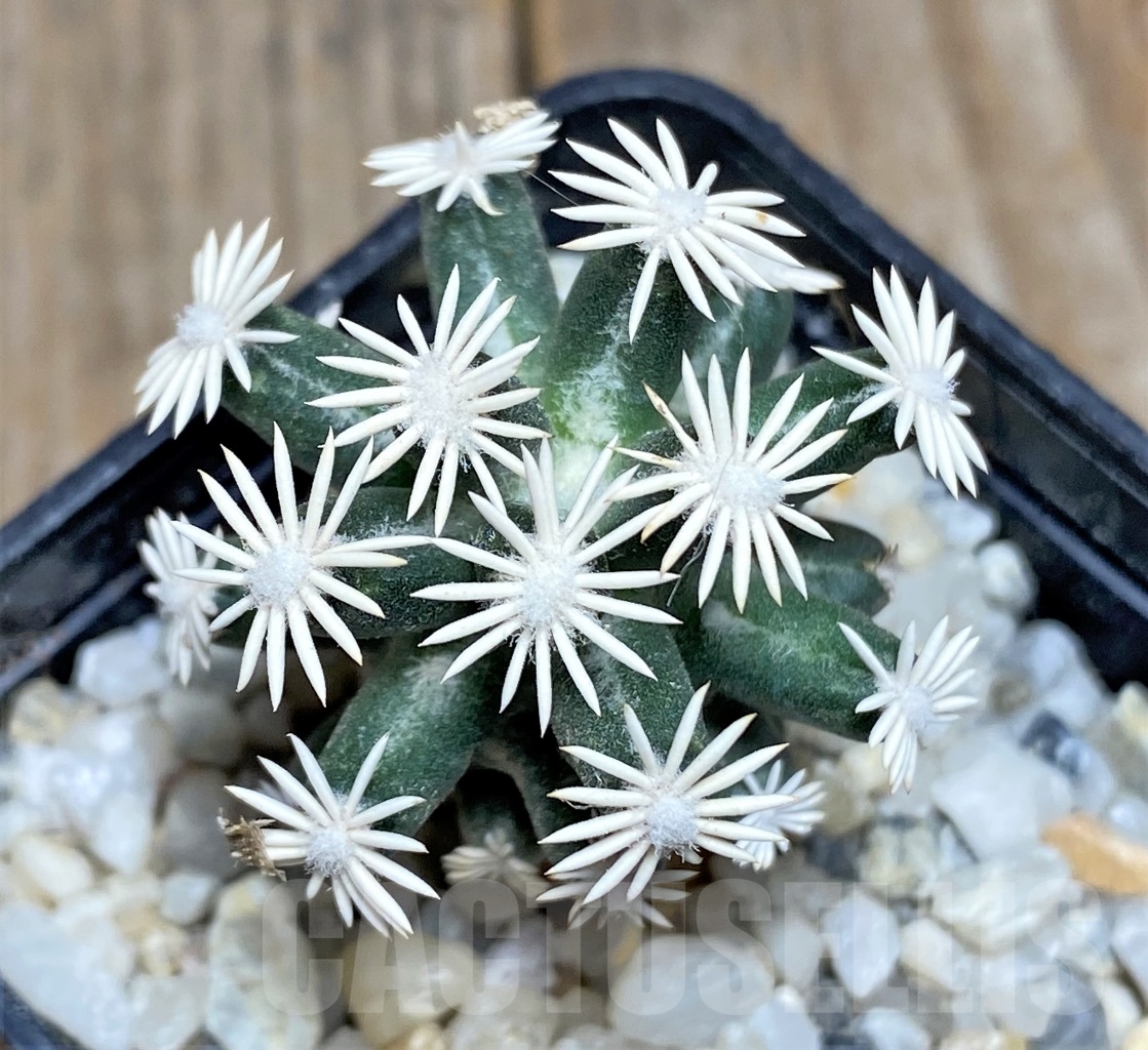 SHPR13909 Escobaria abdita