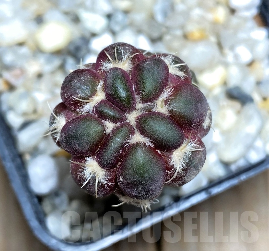 SHPR13911 Cintia knizei KK1768