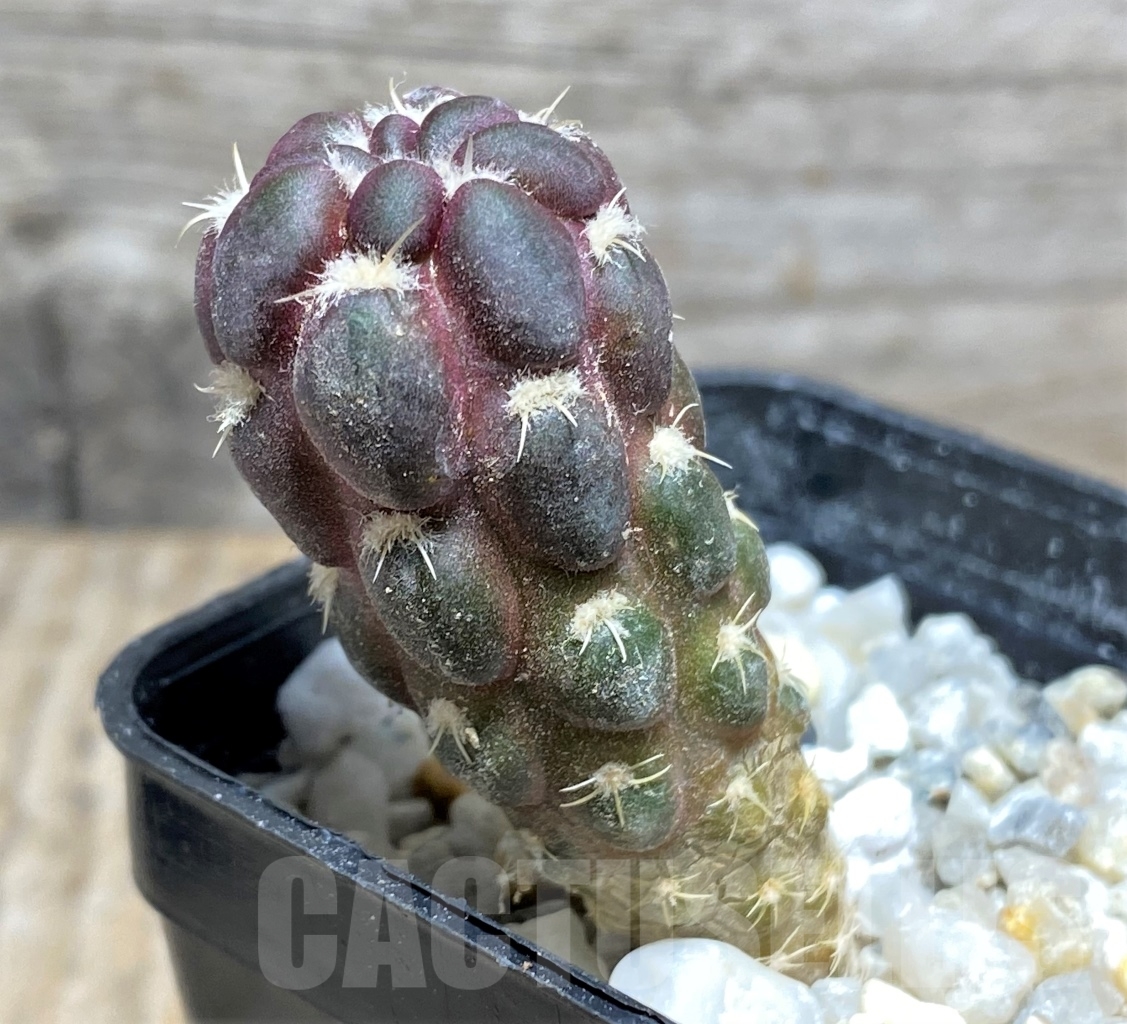 SHPR13911 Cintia knizei KK1768 - 画像 (2)