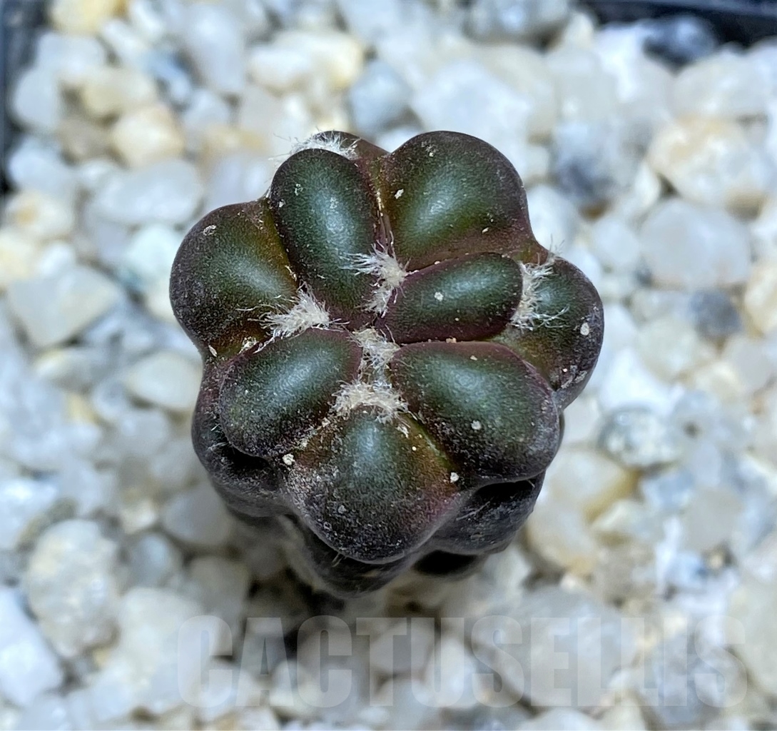 SHPR13912 Cintia knizei KK1768