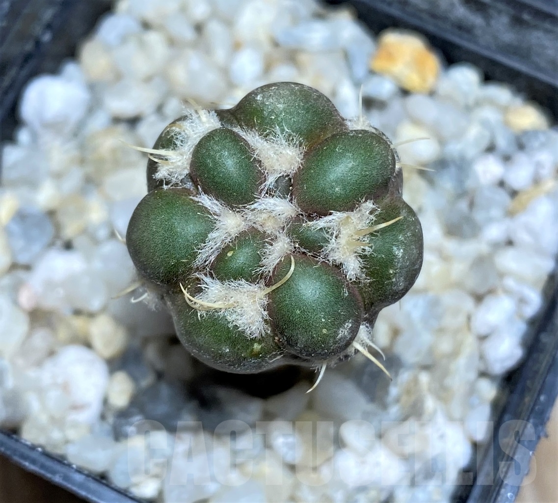 SHPR13913 Cintia knizei KK1768