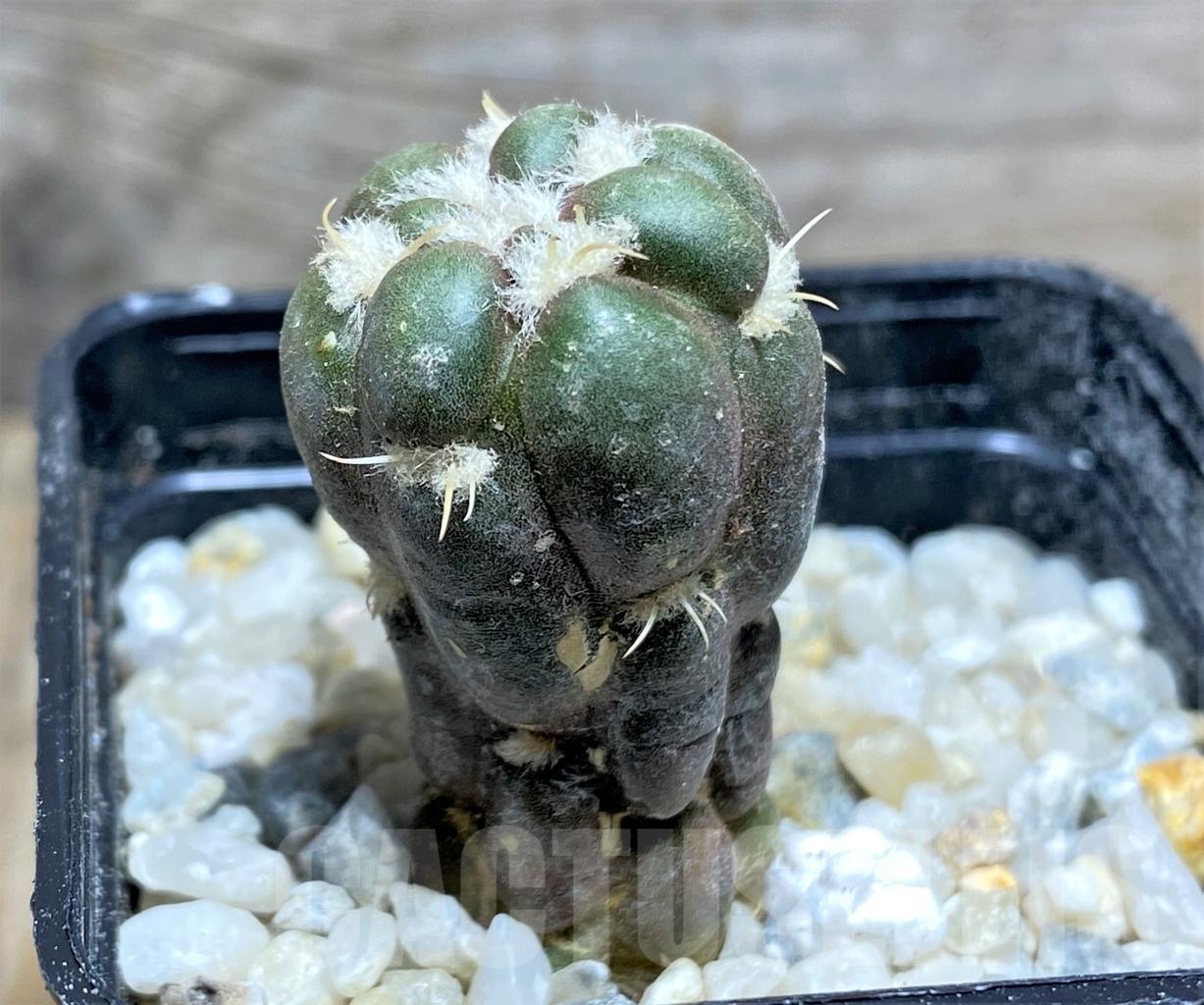 SHPR13913 Cintia knizei KK1768 - Image 2