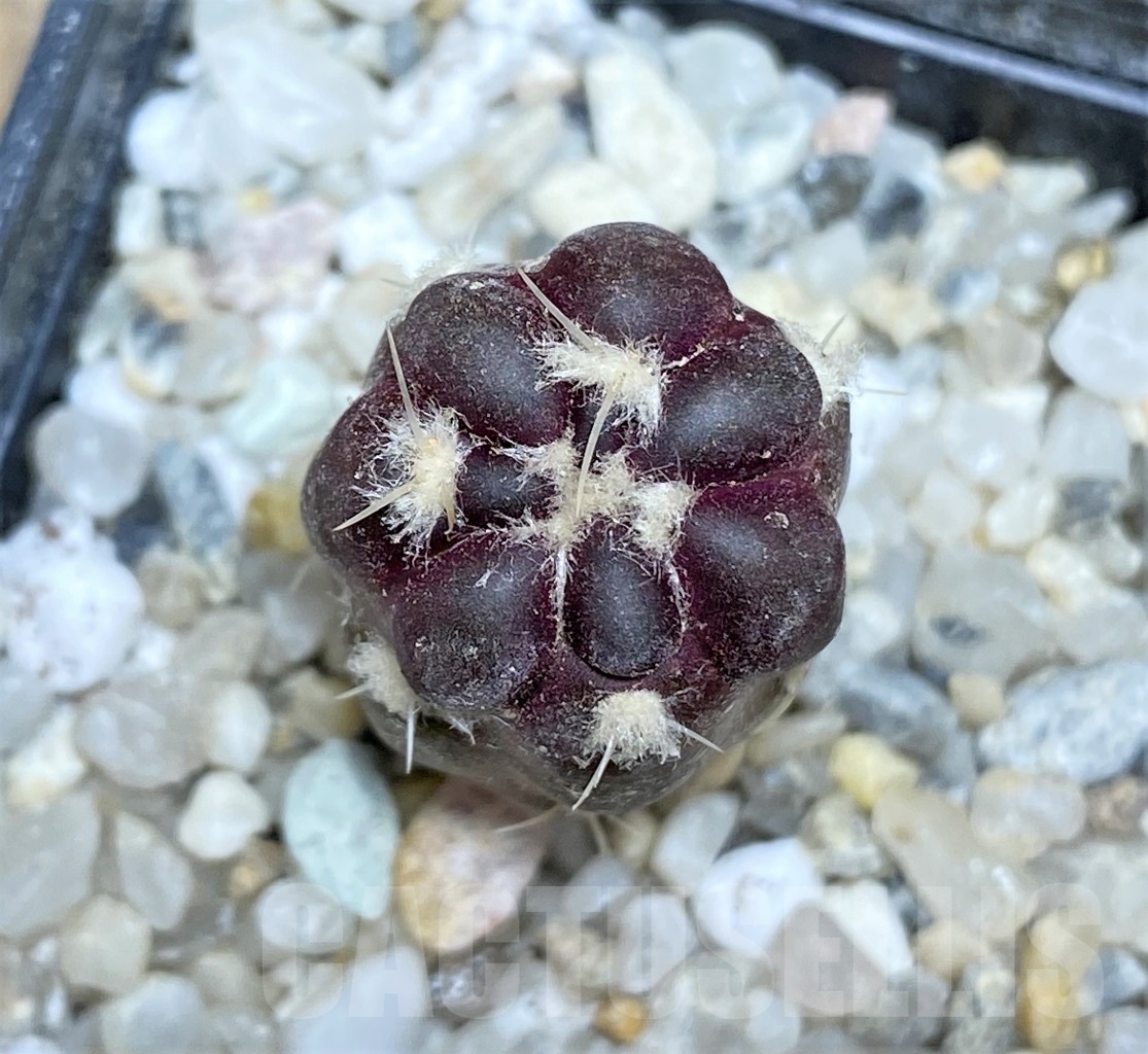 SHPR13914 Cintia knizei KK1768