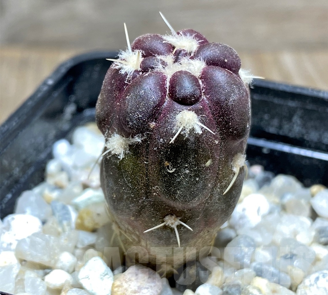 SHPR13914 Cintia knizei KK1768 - Image 2