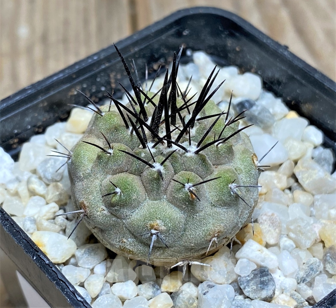 SHPR13915 Copiapoa carrizalensis JMT119