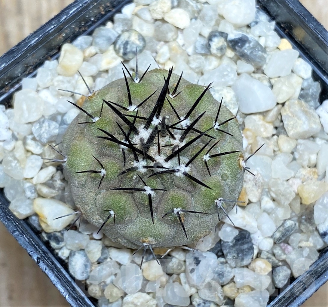SHPR13915 Copiapoa carrizalensis JMT119 - Зображення 2