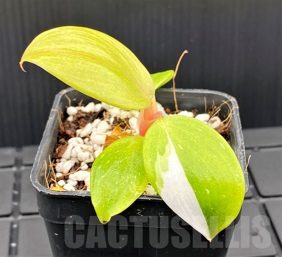 SHPR13958 Philodendron Red Anderson variegata