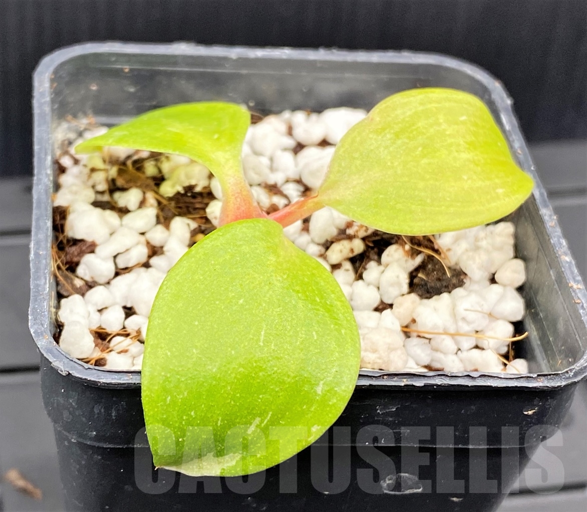 SHPR13958 Philodendron Red Anderson variegata - Image 2