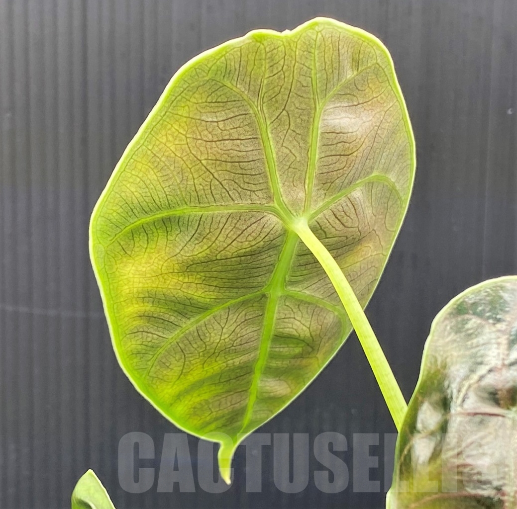 LAB028 Alocasia azlanii TC plant - Imagen 5