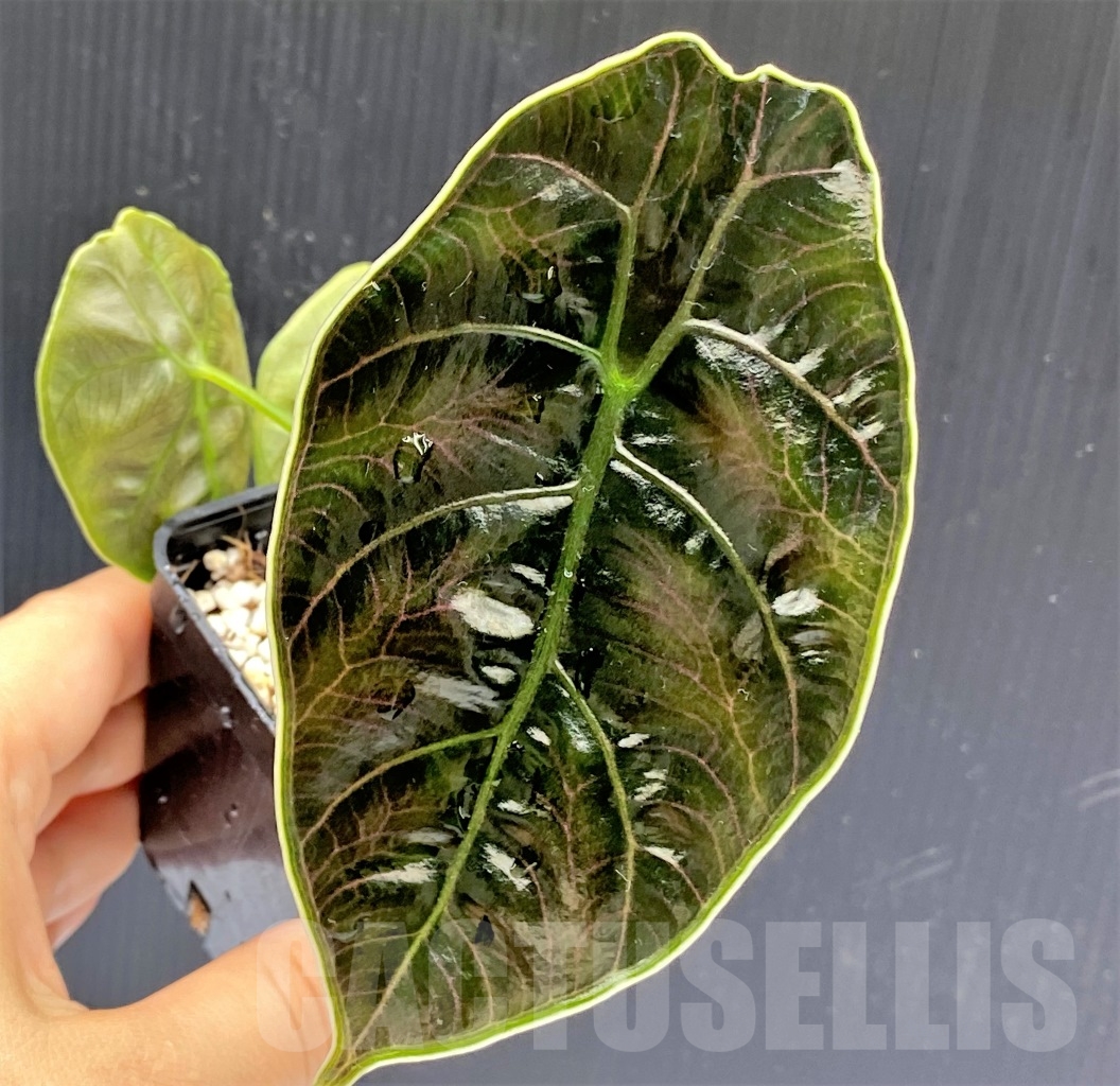 SHPR13894 Alocasia azlanii