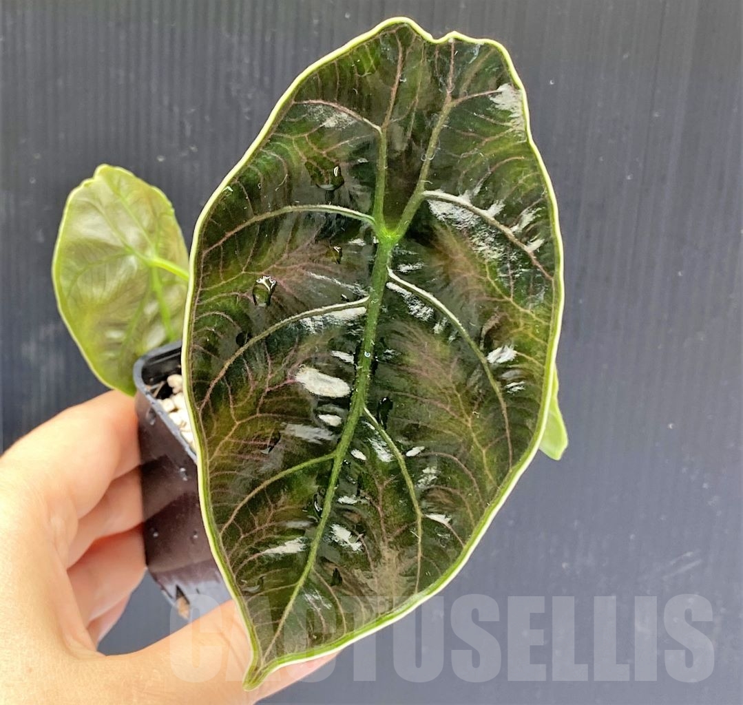 SHPR13894 Alocasia azlanii - immagine 4