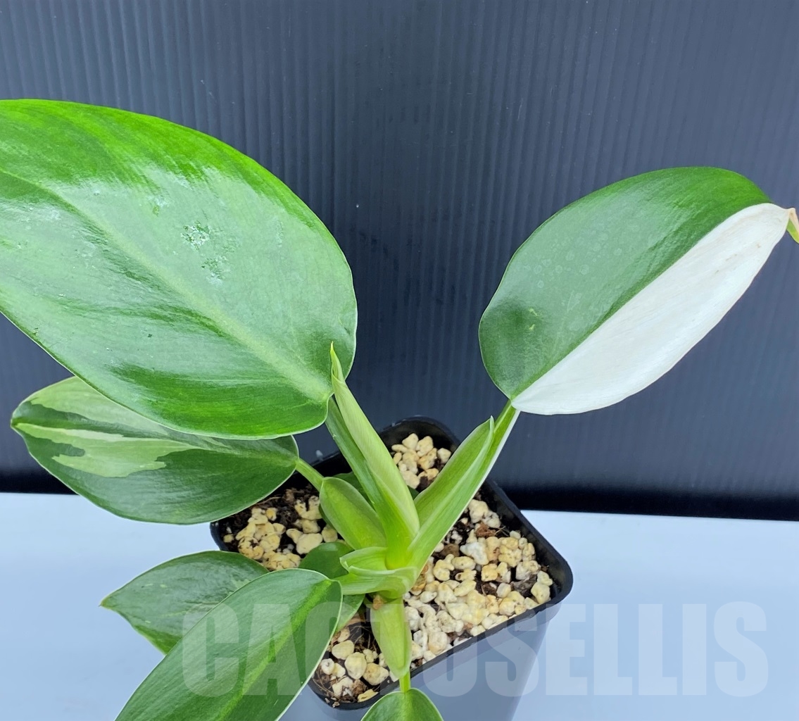 SHPR13960 Philodendron White Wizard