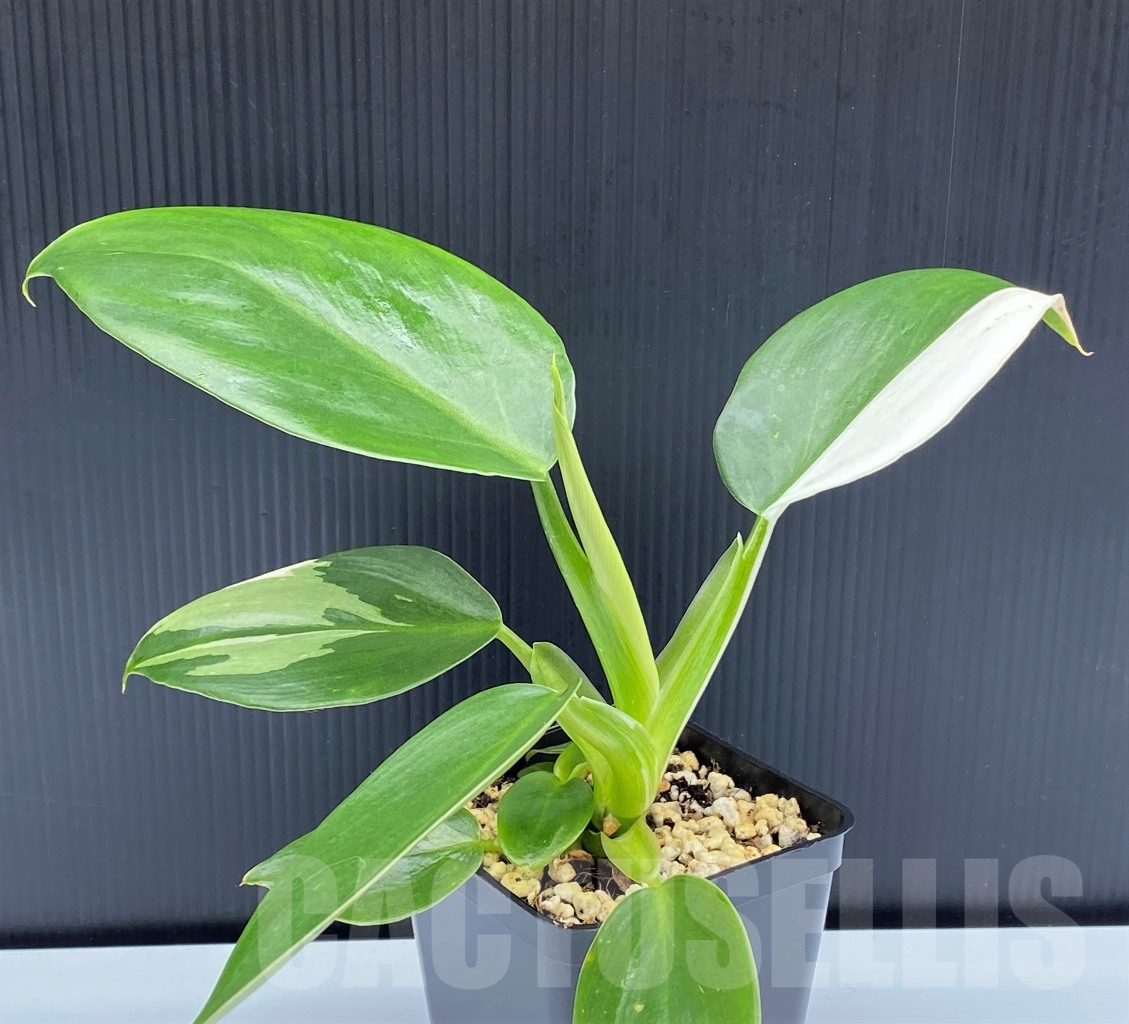 SHPR13960 Philodendron White Wizard - immagine 2