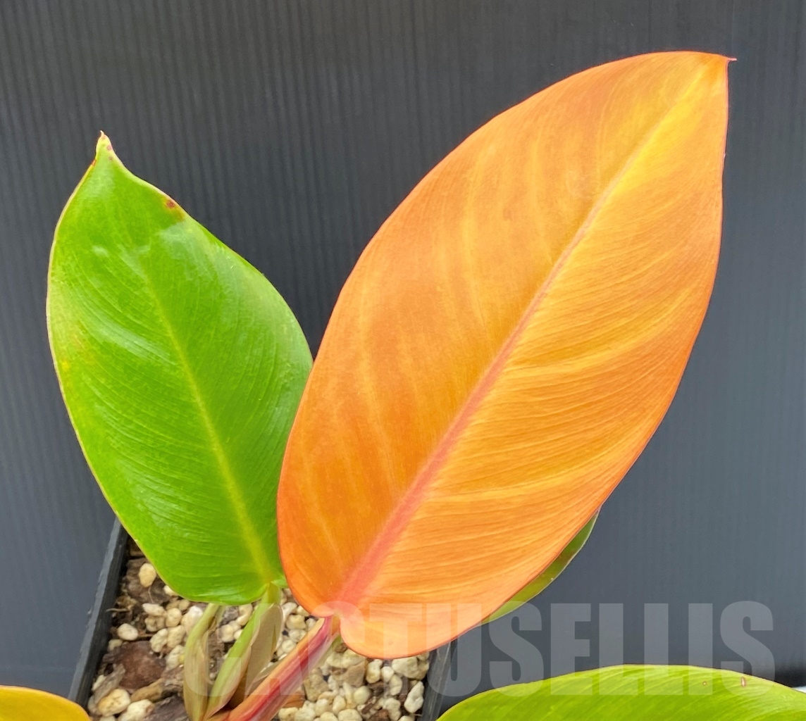 LAB084 Philodendron ‘Prince of Orange’