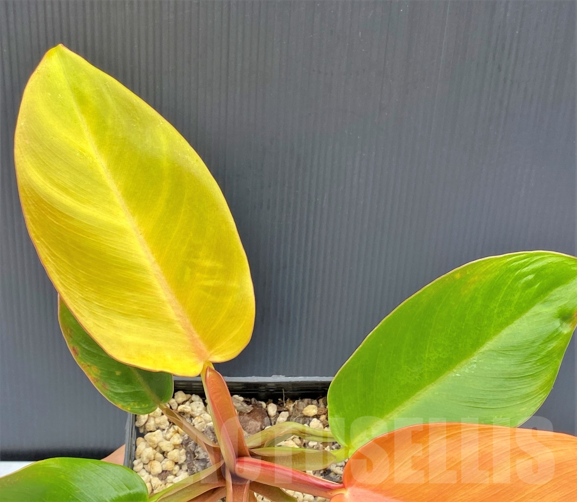 LAB084 Philodendron ‘Prince of Orange’ - Image 3