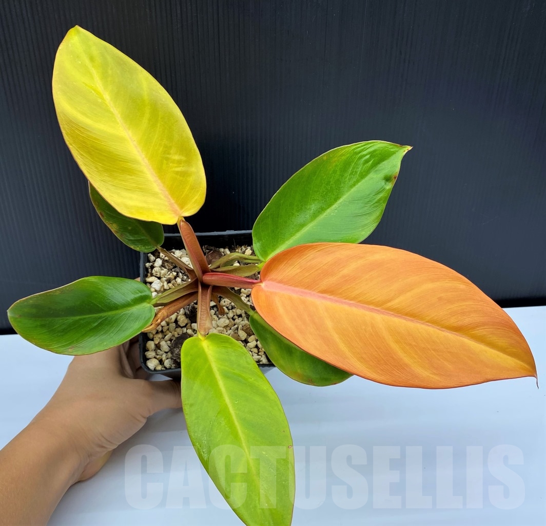 LAB084 Philodendron ‘Prince of Orange’ - Image 2