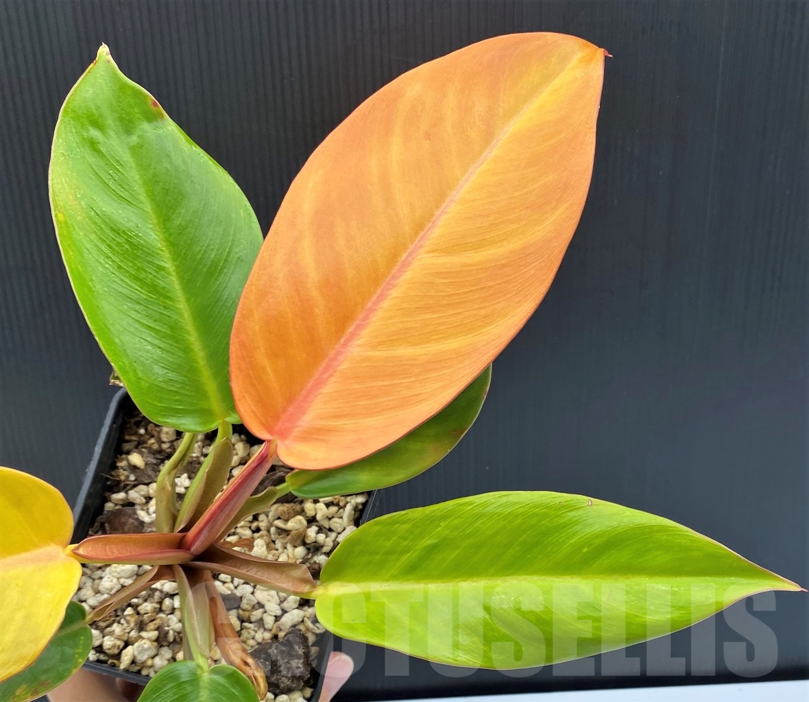 LAB084 Philodendron ‘Prince of Orange’ - Image 4