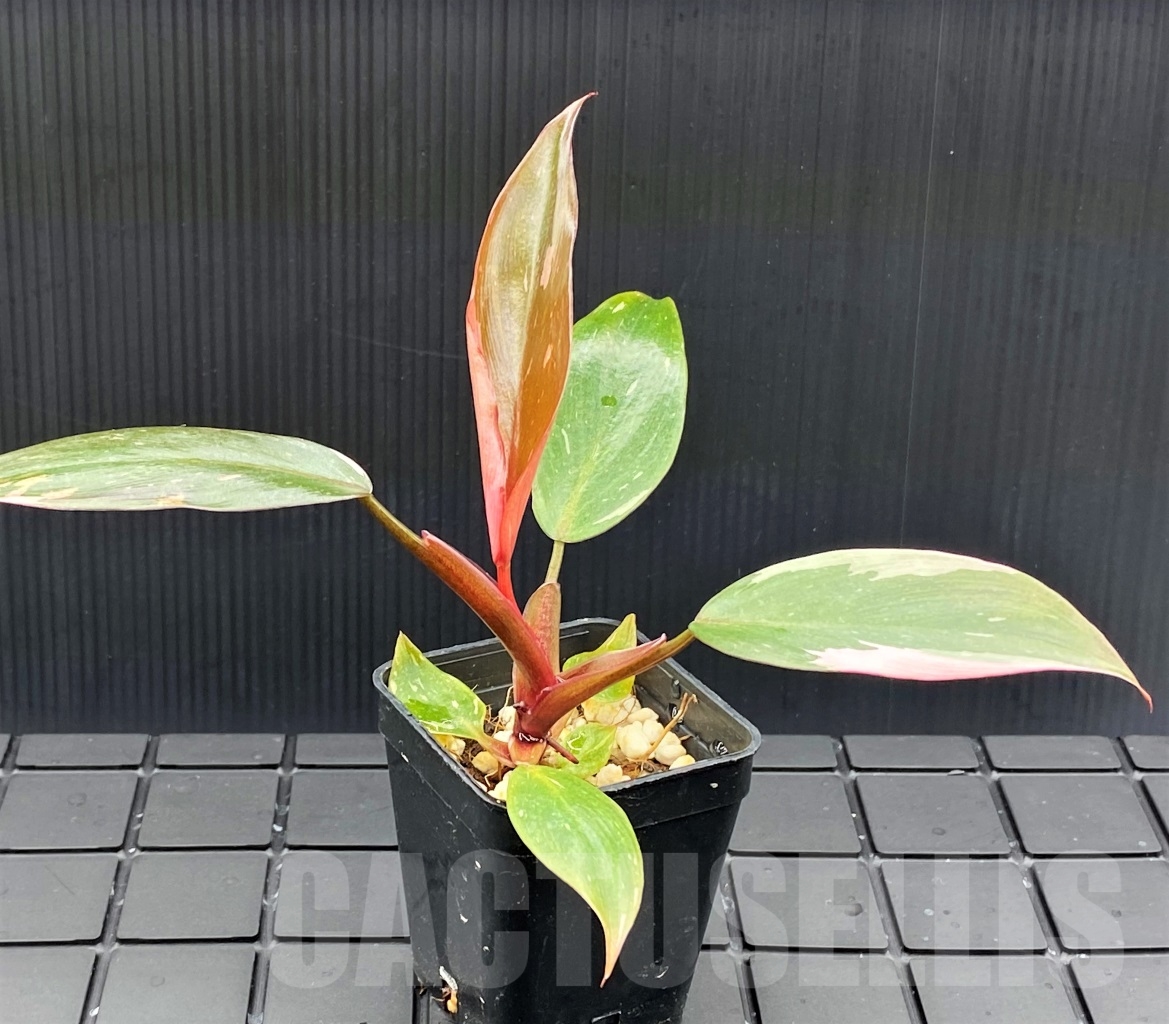SHPR13963 Philodendron Pink Princess - Image 2