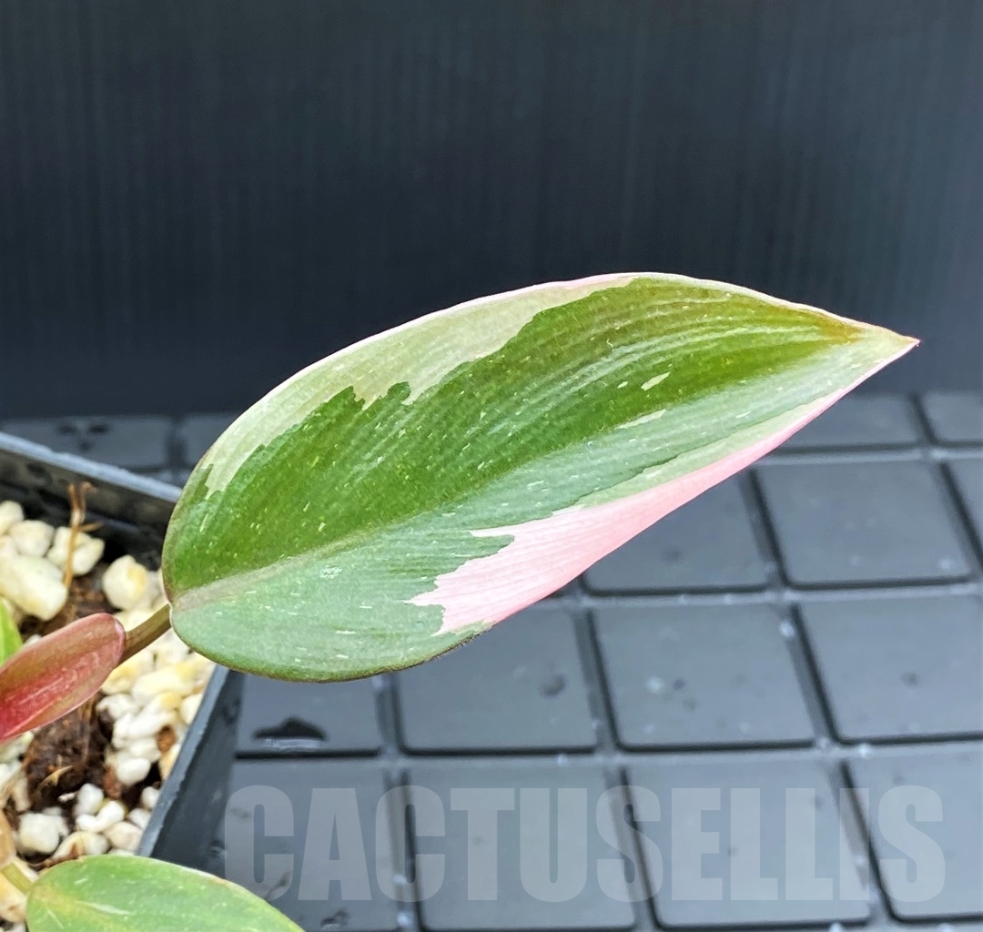 SHPR13963 Philodendron Pink Princess