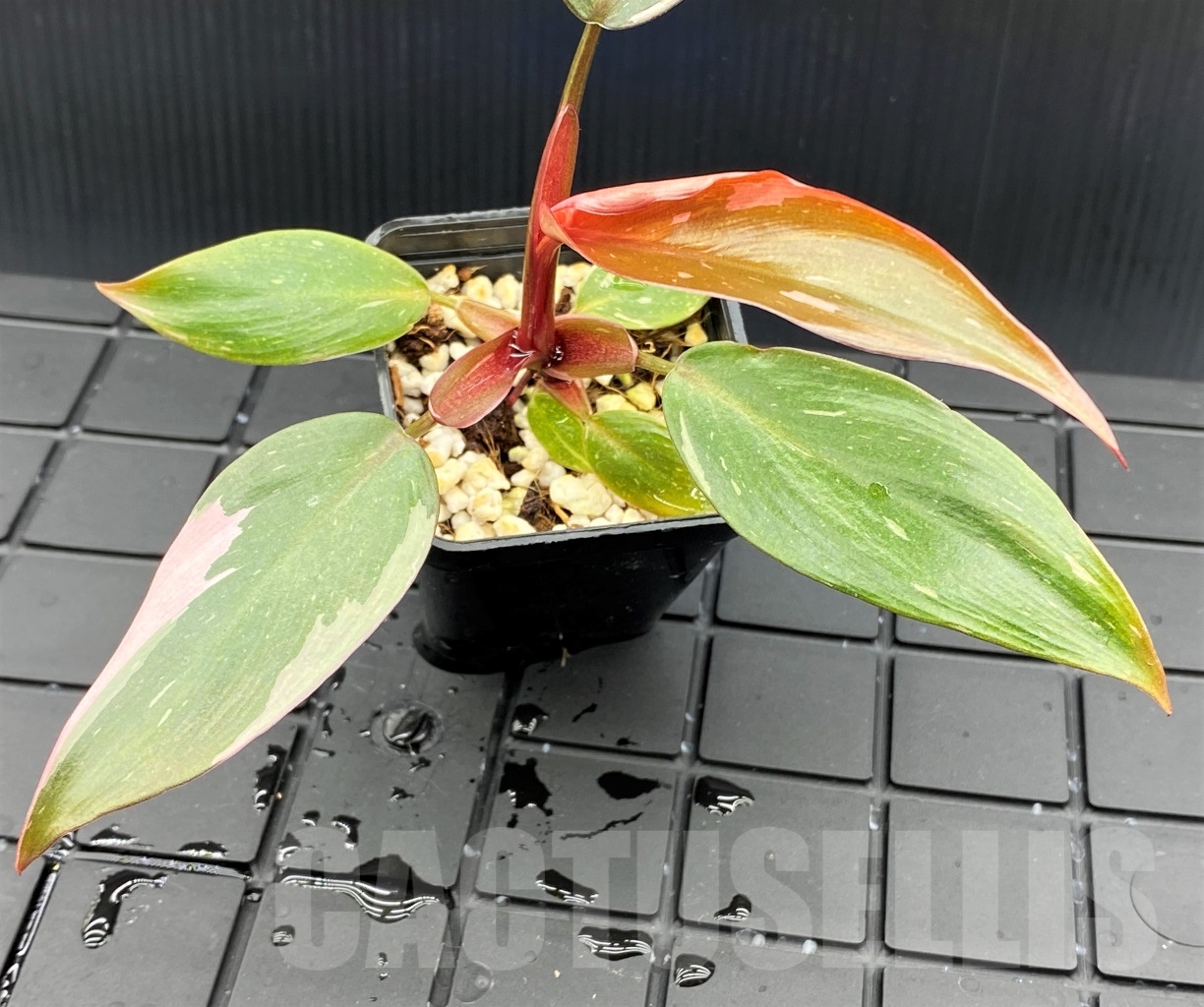 SHPR13963 Philodendron Pink Princess - Image 3