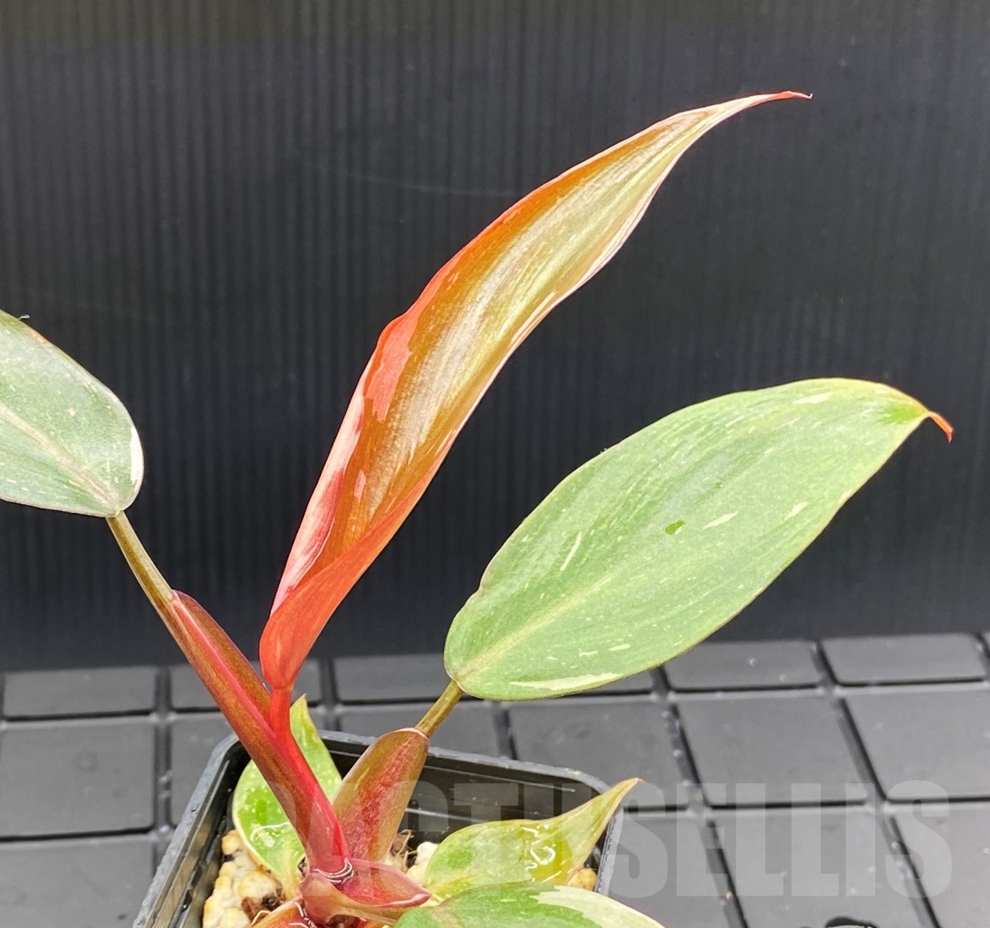 SHPR13963 Philodendron Pink Princess - Image 4