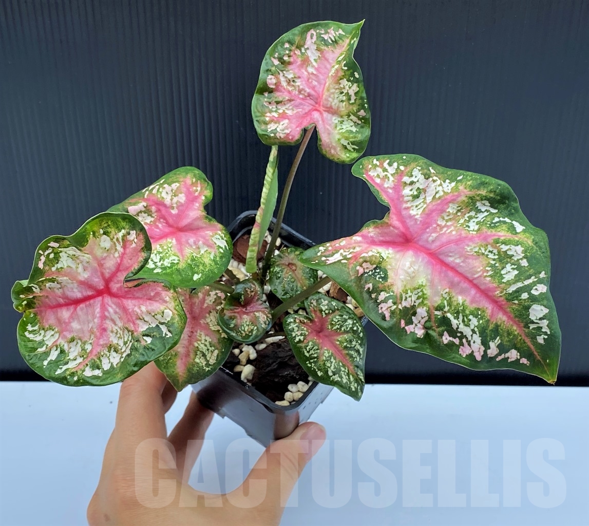 SHPR13964 Caladium Pink Beauty - immagine 2