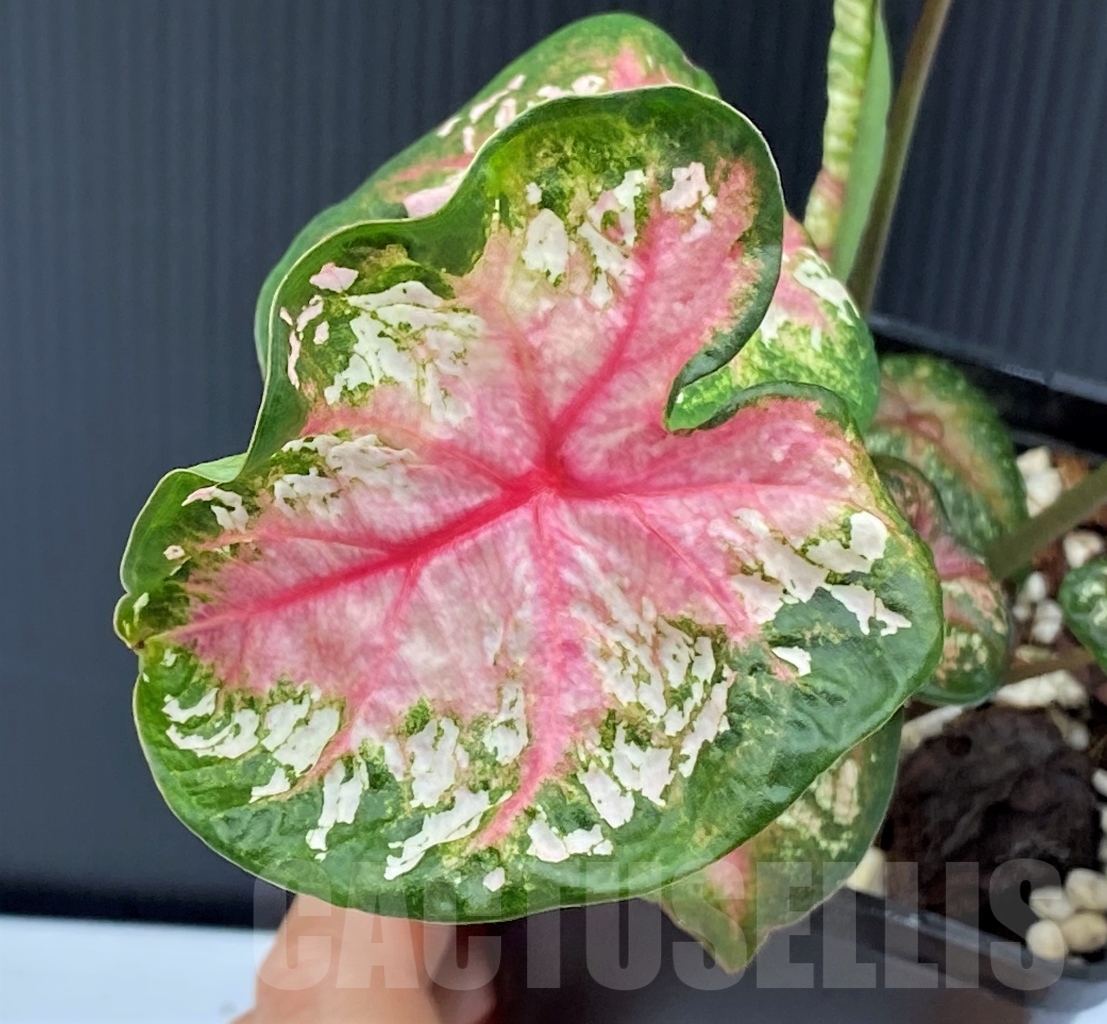 SHPR13964 Caladium Pink Beauty - immagine 3