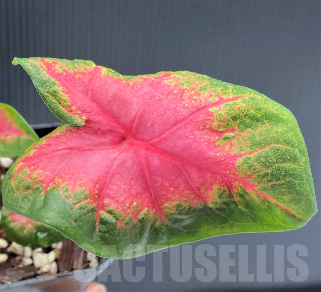 SHPR13965 Caladium 'Rosebud' - Obrázek 2