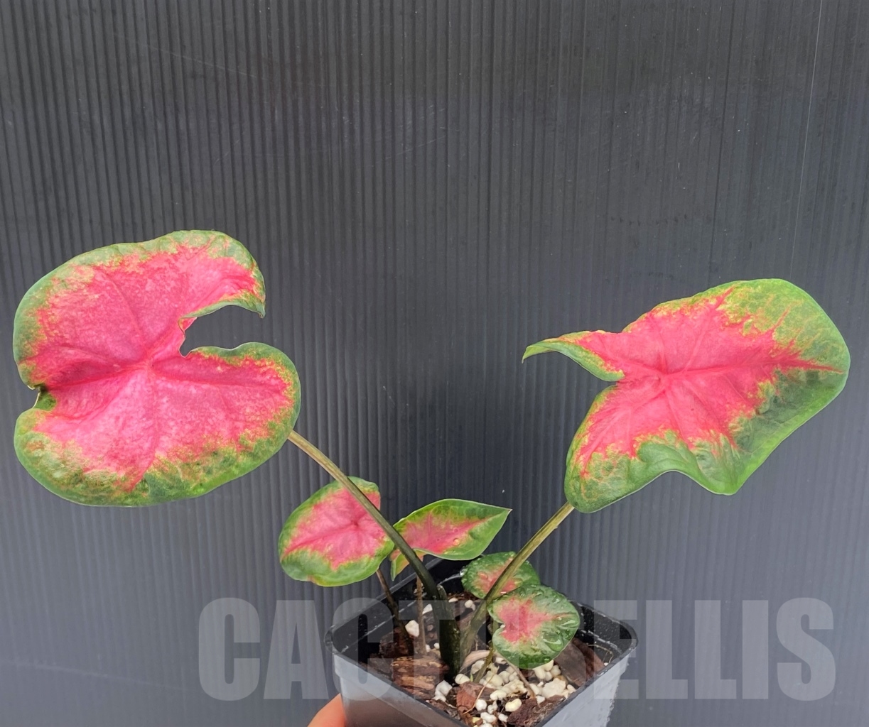 SHPR13965 Caladium 'Rosebud' - Obrázek 3
